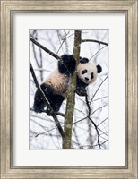 Framed China, Chengdu Panda Base Baby Giant Panda In Tree