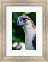 Framed Philippine Eagle