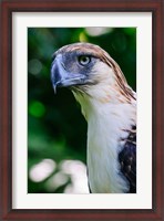 Framed Philippine Eagle