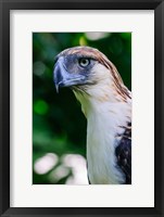 Framed Philippine Eagle