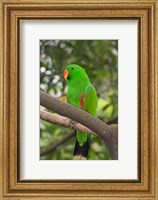 Framed Singapore Colorful Green Parrot