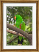 Framed Singapore Colorful Green Parrot