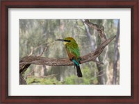 Framed Australia, Alice Springs Alice Springs Desert Park Rainbow Bee-Eater