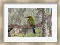 Framed Australia, Alice Springs Alice Springs Desert Park Rainbow Bee-Eater