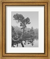 Framed Australia, Tasmania, Cradle Mountain National Park Wombat Pool