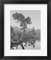 Framed Australia, Tasmania, Cradle Mountain National Park Wombat Pool