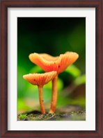 Framed Bright Orange Mushrooms, Queensland Rainforest At Babinda, Australia