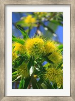 Framed Bright Yellow Wattle Tree In Suburban Cairns, Queensland, Australia