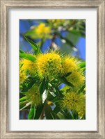 Framed Bright Yellow Wattle Tree In Suburban Cairns, Queensland, Australia