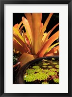 Framed Potted Plant, Cairns Botanic Gardens, Queensland, Australia