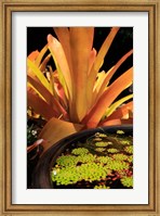 Framed Potted Plant, Cairns Botanic Gardens, Queensland, Australia
