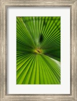 Framed Pattern On Palm Leaf, Cairns Botanic Gardens, Queensland, Australia