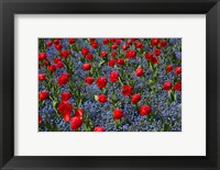 Framed Tulips, Botanic Gardens, Hagley Park, Christchurch, Canterbury, New Zealand