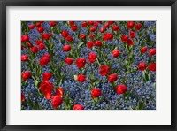 Framed Tulips, Botanic Gardens, Hagley Park, Christchurch, Canterbury, New Zealand