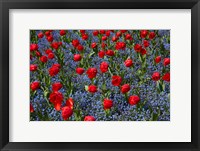 Framed Tulips, Botanic Gardens, Hagley Park, Christchurch, Canterbury, New Zealand