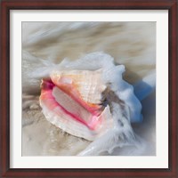 Framed Bahamas, Little Exuma Island Conch Shell In Surf