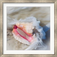 Framed Bahamas, Little Exuma Island Conch Shell In Surf