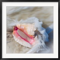 Framed Bahamas, Little Exuma Island Conch Shell In Surf