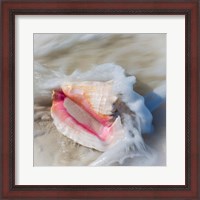 Framed Bahamas, Little Exuma Island Conch Shell In Surf