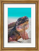 Framed Bahamas, Exuma Island Close-Up Of Iguana On Beach