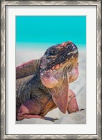 Framed Bahamas, Exuma Island Close-Up Of Iguana On Beach