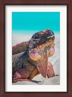 Framed Bahamas, Exuma Island Close-Up Of Iguana On Beach