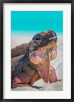 Framed Bahamas, Exuma Island Close-Up Of Iguana On Beach