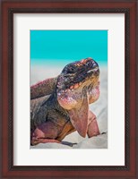 Framed Bahamas, Exuma Island Close-Up Of Iguana On Beach