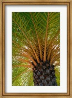 Framed British Virgin Islands, Scrub Island Close Up Of The Underside Of A Palm Tree