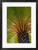Framed British Virgin Islands, Scrub Island Close Up Of The Underside Of A Palm Tree