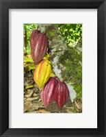 Framed Cuba, Baracoa Cacao Pods Hanging On Tree