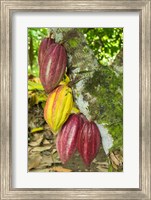 Framed Cuba, Baracoa Cacao Pods Hanging On Tree