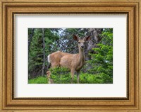 Framed Deer In The Assiniboine Park, Canada