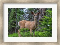 Framed Deer In The Assiniboine Park, Canada