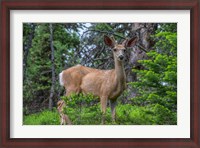 Framed Deer In The Assiniboine Park, Canada