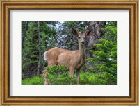 Framed Deer In The Assiniboine Park, Canada