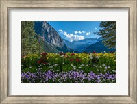 Framed Wildflowers In Banff National Park