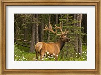 Framed Bull Elk, Bow Valley Parkway, Banff National Park, Alberta, Canada