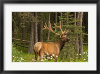 Framed Bull Elk, Bow Valley Parkway, Banff National Park, Alberta, Canada