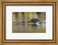 Framed Canada, British Columbia A Common Loon & Chick At Lac Le Jeune