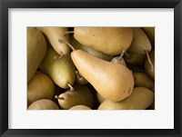 Framed Canada, British Columbia, Cowichan Valley Close-Up Of Harvested Pears