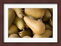Framed Canada, British Columbia, Cowichan Valley Close-Up Of Harvested Pears