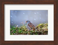 Framed White-Crowned Sparrow In A Spring Snow Storm