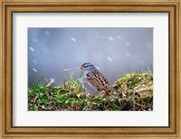 Framed White-Crowned Sparrow In A Spring Snow Storm