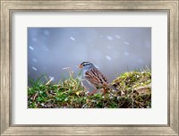 Framed White-Crowned Sparrow In A Spring Snow Storm