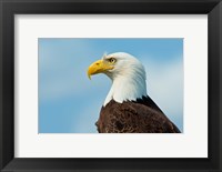 Framed Bald Eagle At Bowron Lake In Bowron Lake Provincial Park, BC