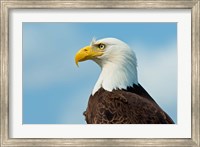 Framed Bald Eagle At Bowron Lake In Bowron Lake Provincial Park, BC