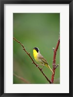 Framed Canada, Quebec, Mount St Bruno Conservation Park Common Yellowthroat Singing