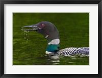 Framed Canada, Quebec, Eastman Common Loon Calling
