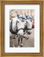 Framed Czech Republic Horses On Cobblestone Karlovy Vary Street